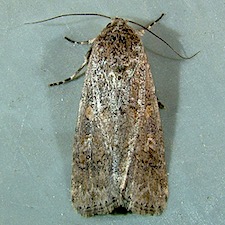 Spodoptera exigua