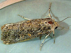 Spodoptera exigua