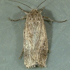 Spodoptera exigua