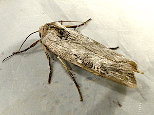 Lithomoia germana