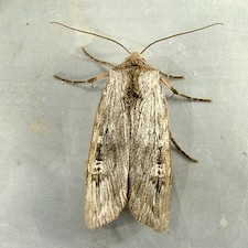 Lithomoia germana