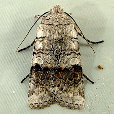 Litholomia napaea