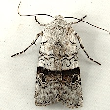 Litholomia napaea