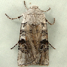 Litholomia napaea