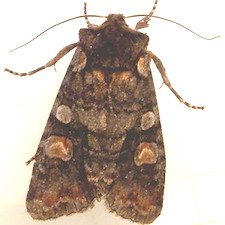 Lithophane dilatocula