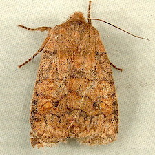 Eupsilia tristigmata