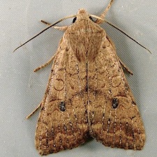 Sunira verberata