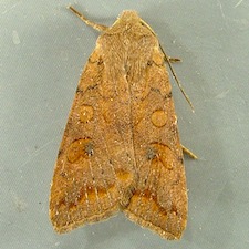 Sunira verberata