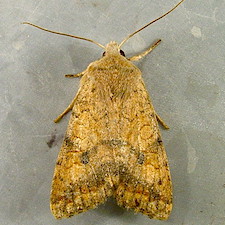 Sunira verberata