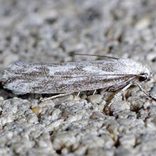 Ethmia angustalatella