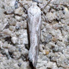 Ethmia angustalatella