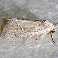 Emariannia cucullidea