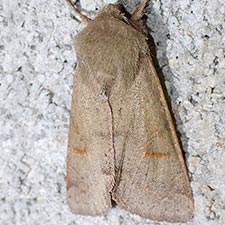 Orthosia annulimacula