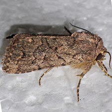 Nudorthodes texana