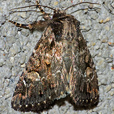 Tricholita knudsoni