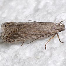 Filatima striatella