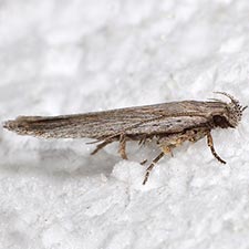 Filatima striatella