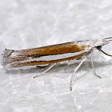 Ypsolopha gerdanella