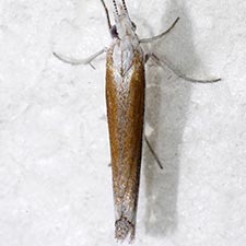 Ypsolopha gerdanella