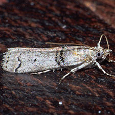 Passadena flavidorsella