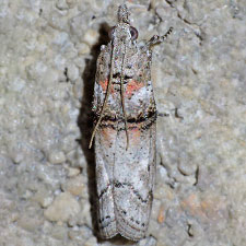 Passadena flavidorsella