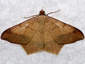 Psamatodes trientata