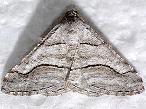 Digrammia pallorata