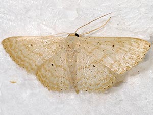 Scopula benitaria