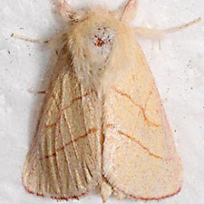 Hyparpax aurostriata