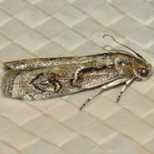 Philocrotona kendalli