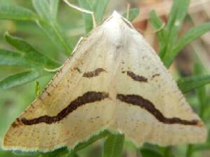 Eriplatymetra coloradaria