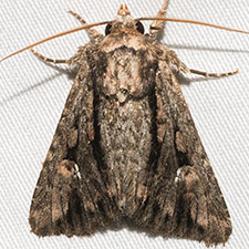 Tricholita knudsoni