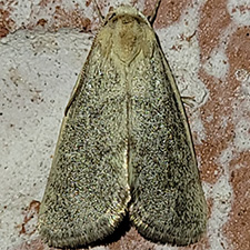 Grotella olivacea