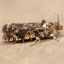 Olethreutes albiciliana