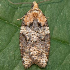 Acleris variana