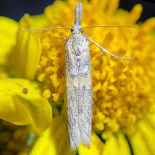 Protasia mirabilicornella