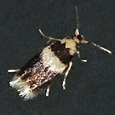 Stigmella nigriverticella