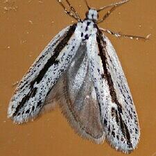 Ethmia macelhosiella