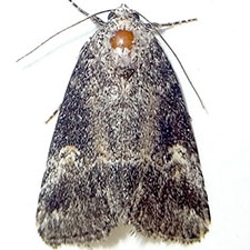 Sympistis apposita