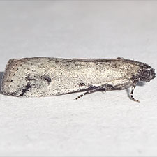 Adanarsa intransitella