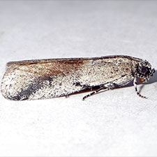 Adanarsa intransitella