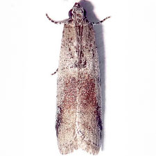 Adanarsa intransitella