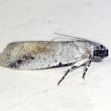 Adanarsa intransitella