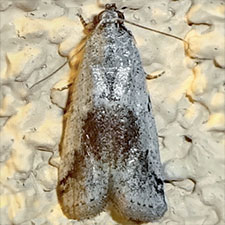 Adanarsa intransitella