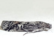 Chararica annuliferella