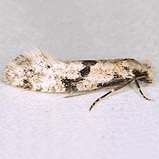 Nemapogon geniculatella