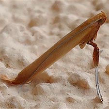 Caloptilia nondeterminata