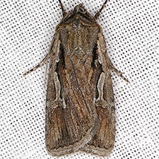 Euxoa subandera