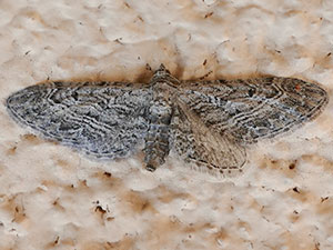 Eupithecia multistrigata