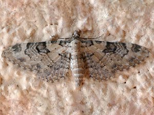 Eupithecia leucata